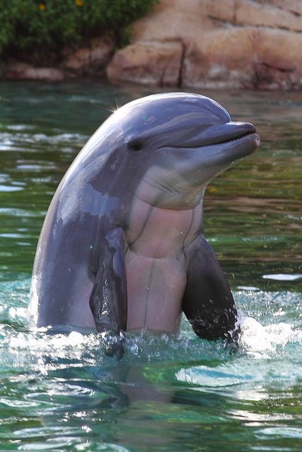 Det store delfinslaktet