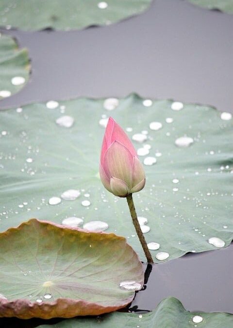 Information on Lymphedema