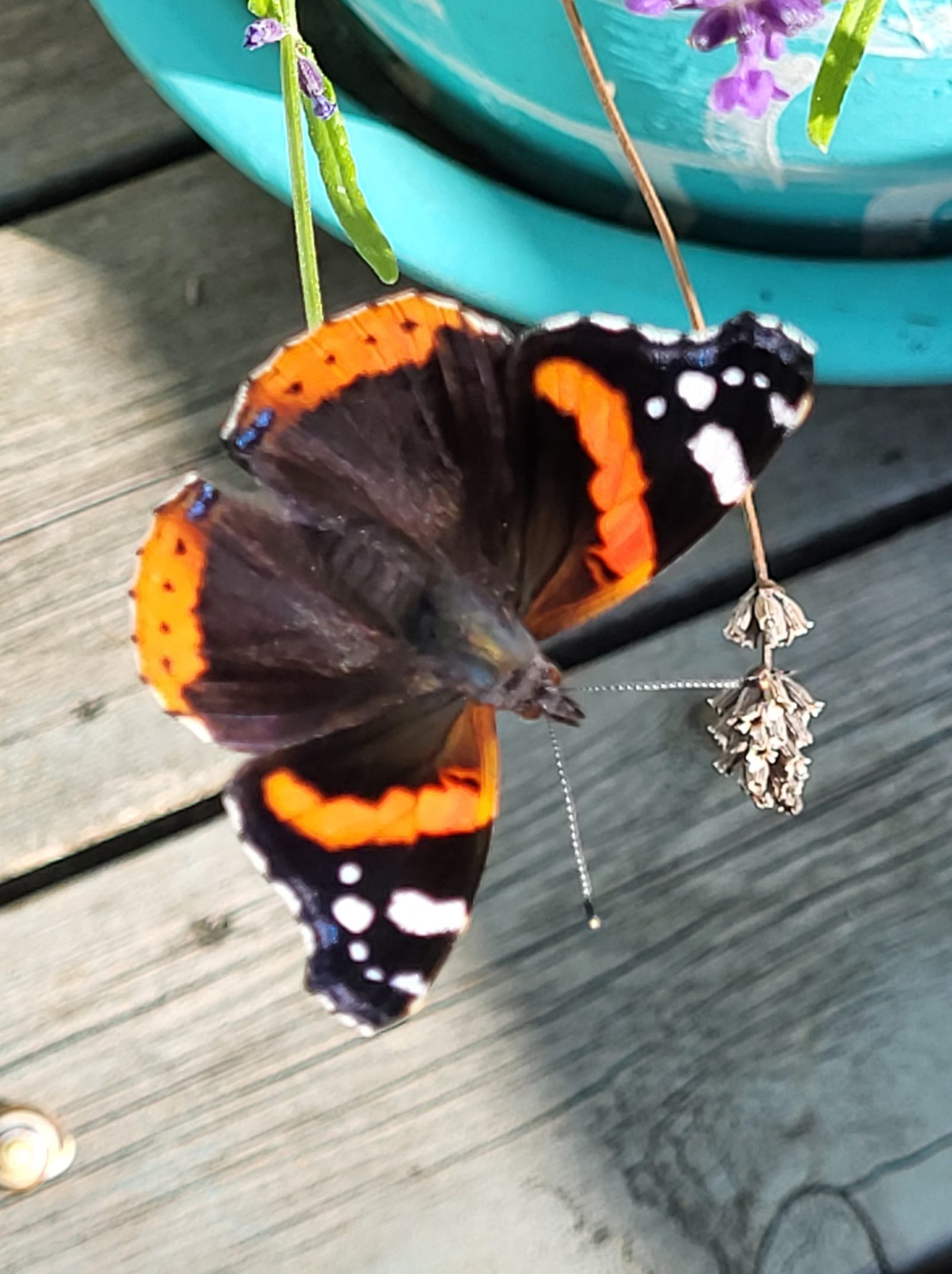 Illustrasjon fra boken Stemninger til diktet Sommarfuggelhjarte
